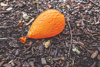 Deflated orange balloon on dark wood mulch ground