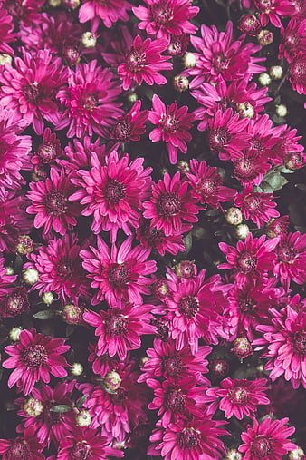 Vibrant Pink Chrysanthemum Flowers Pattern Background