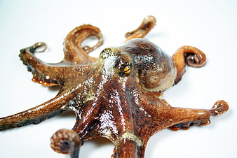 Close-up of a raw octopus on a white background
