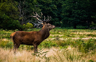 Majestic Red Deer Stag Standing in Grassy Forest Meadow