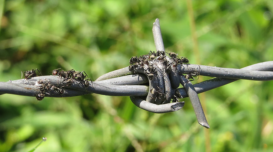Close-up of black ants crawling on barbed wire