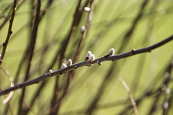 Close-up of Willow Catkins on a Branch in Spring