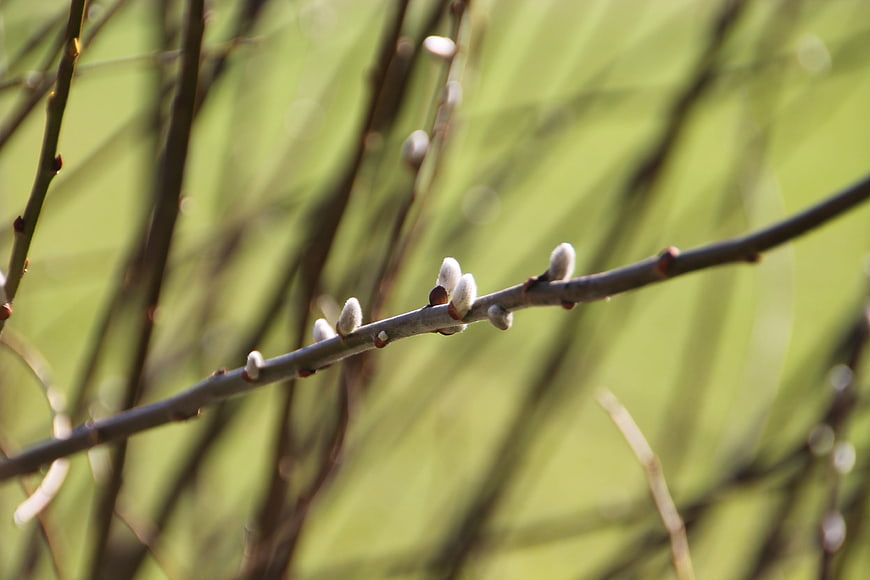 Close-up of Willow Catkins on a Branch in Spring
