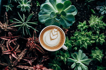 Top View of Latte Art Coffee Cup Surrounded by Succulents