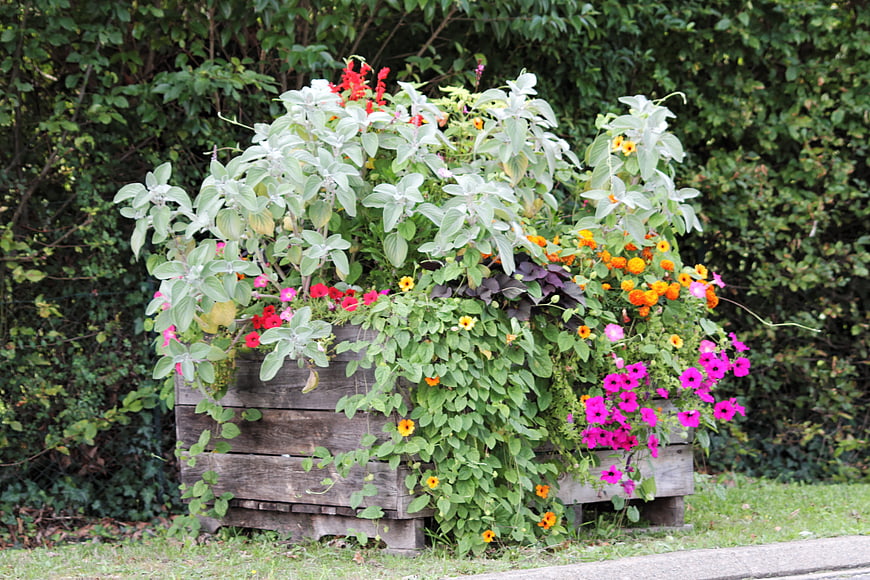 Colorful flowers overflowing from rustic wooden planter box