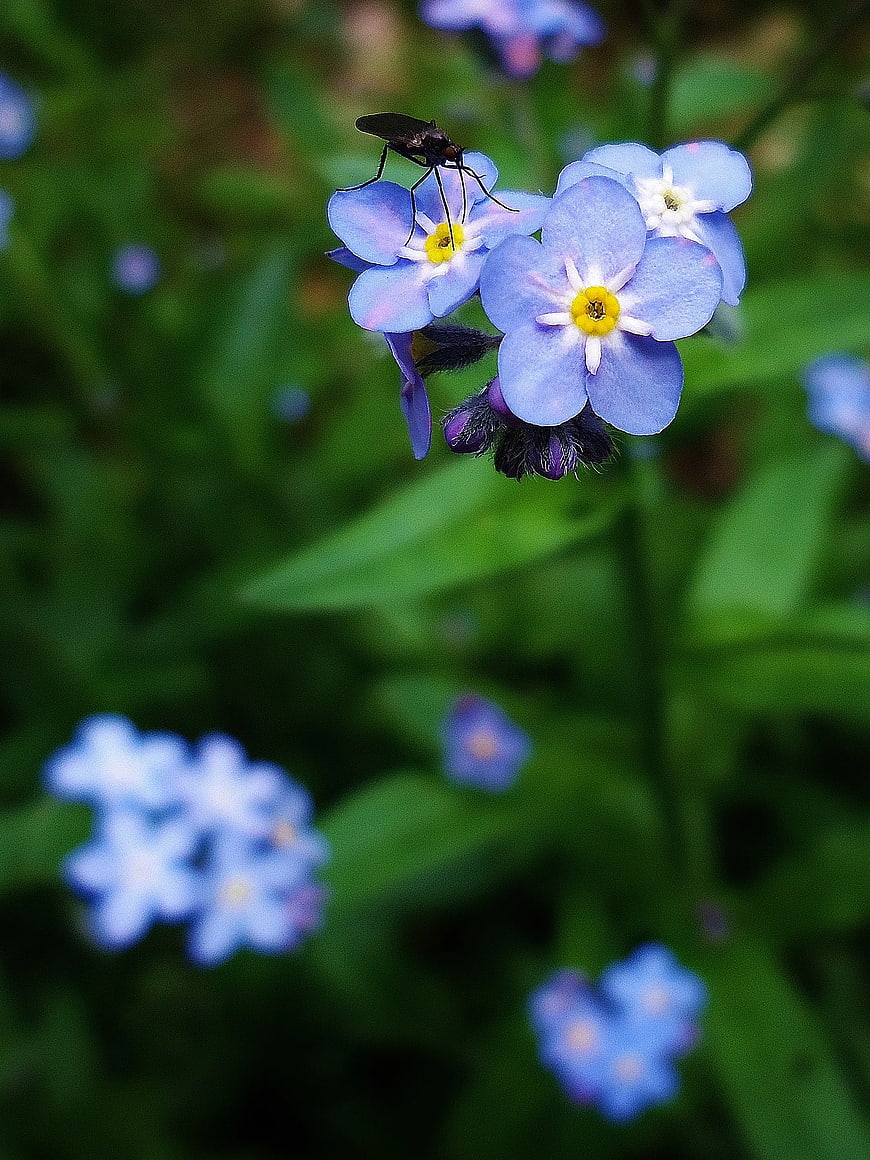 Black Insect on Blue Forget-Me-Not Flowers Macro