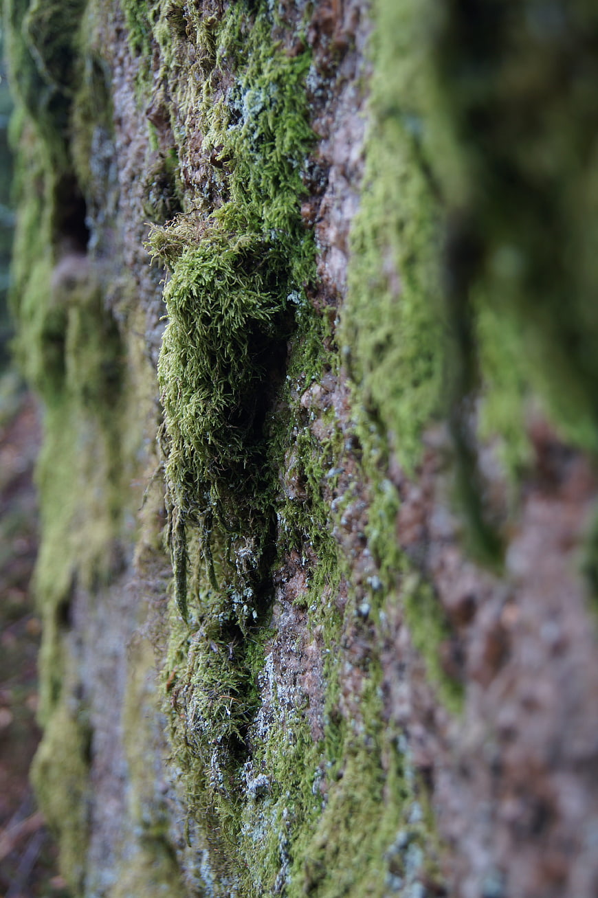 Close-up of vibrant green moss growing on textured rock surface