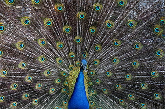 Male Peacock Displaying Full Fan of Iridescent Tail Feathers