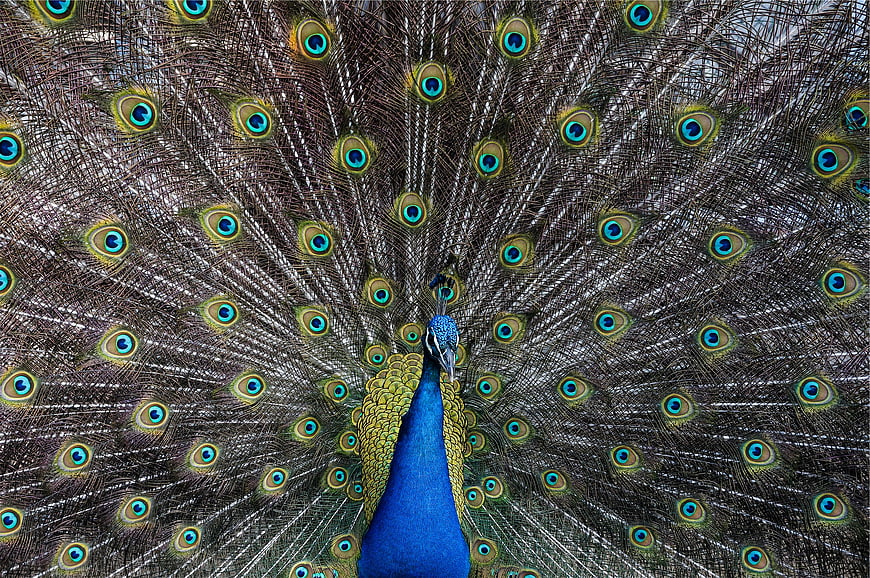 Male Peacock Displaying Full Fan of Iridescent Tail Feathers