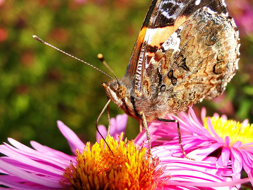Close-up of a Rusalka Admiral Butterfly on a Pink Aster