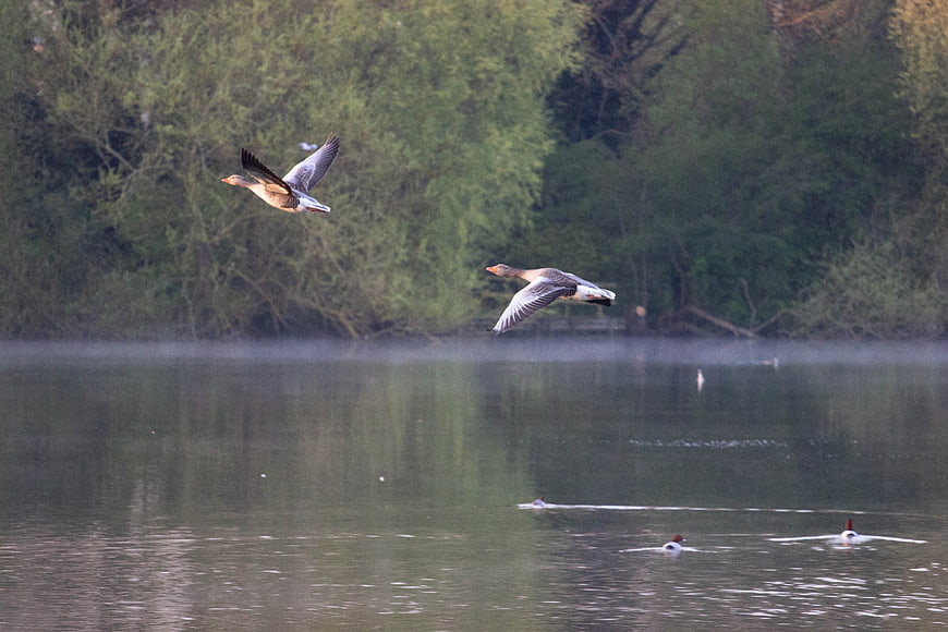 Flying geese over misty lake with swimming ducks