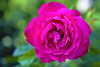 Vibrant Pink Rose Close-Up with Green Bokeh Background