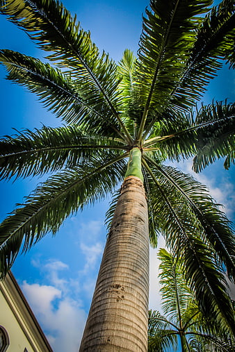 Low angle view of tall palm tree against blue sky