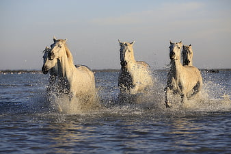 White horses galloping through shallow water at sunset