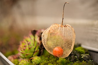 Close-up of Chinese lantern plant with orange berry