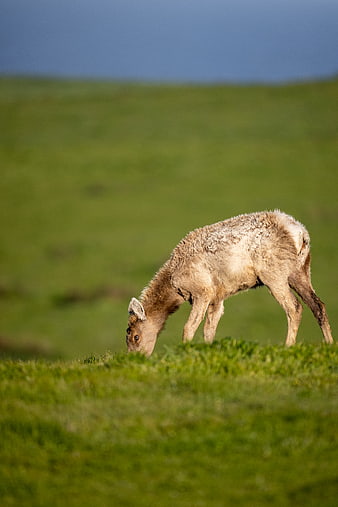 Young Elk Grazing in Green Meadow