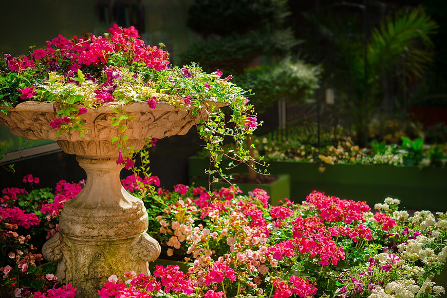Vibrant Pink Flowers in Ornate Stone Garden Fountain