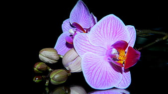 Pink Phalaenopsis Orchid Blooms on Black Background