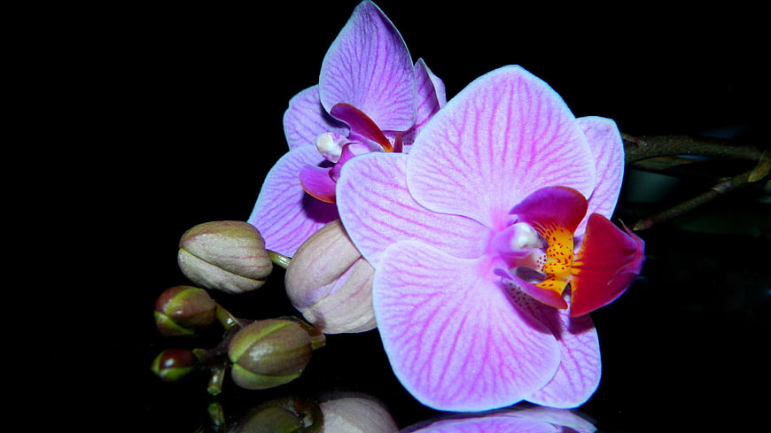 Pink Phalaenopsis Orchid Blooms on Black Background