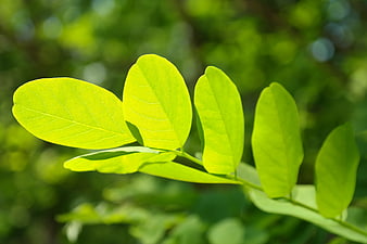 Close-up of vibrant green leaves on a branch with blurred background