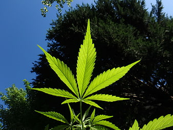 Cannabis Leaf Against Blue Sky and Trees