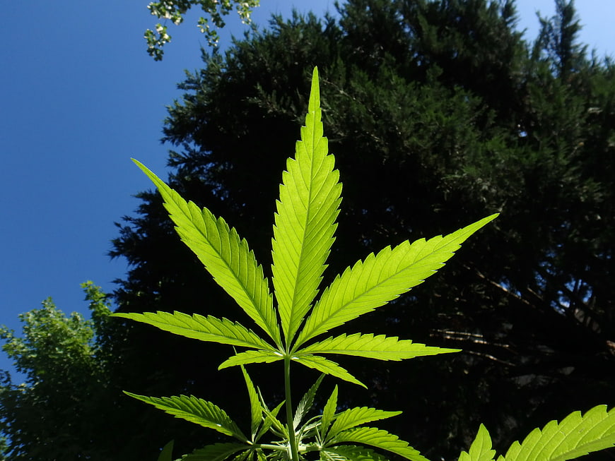 Cannabis Leaf Against Blue Sky and Trees