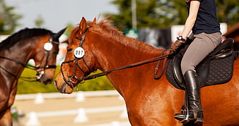 Chestnut Dressage Horse with Rider in Competition