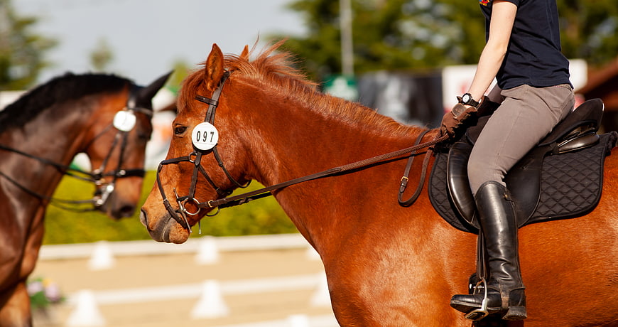 Chestnut Dressage Horse with Rider in Competition
