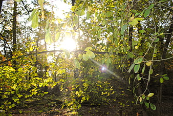 Sunlight shining through green forest leaves in autumn