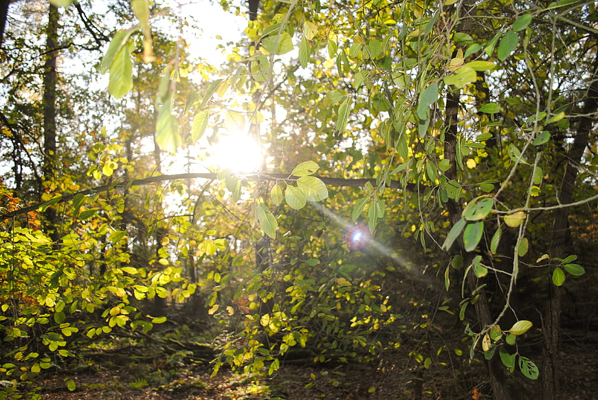 Sunlight shining through green forest leaves in autumn