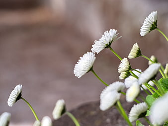 Close-up of white daisies with blurred background