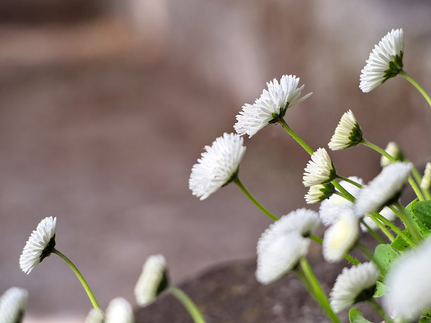 Close-up of white daisies with blurred background