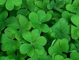 Vibrant Green Clover Leaves Pattern Nature Background