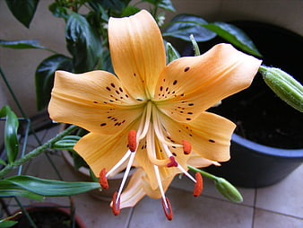 Close-up of vibrant orange lily flower with dark speckles