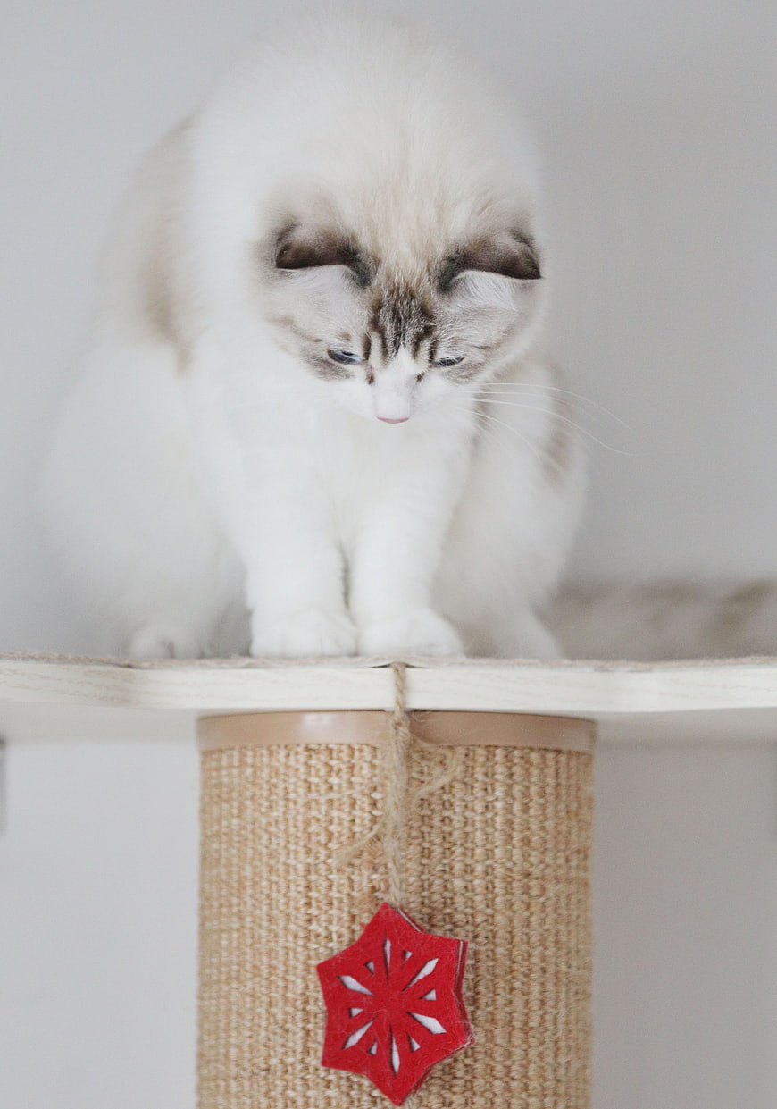 Fluffy Ragdoll Kitten on Cat Tree with Red Ornament