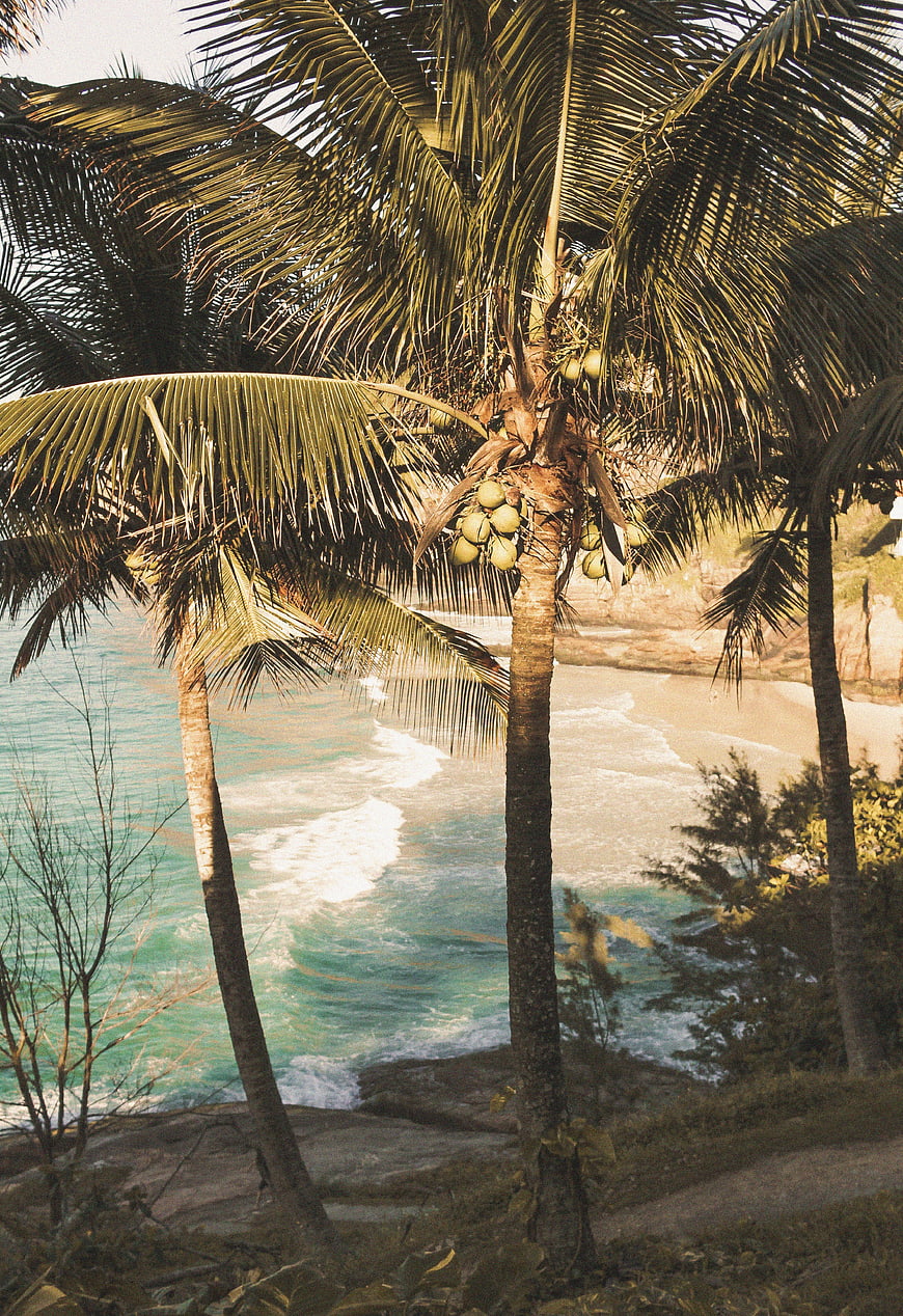 Vintage tropical beach view through coconut palm trees