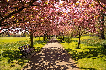 Cherry Blossom Pathway in Park with Bench