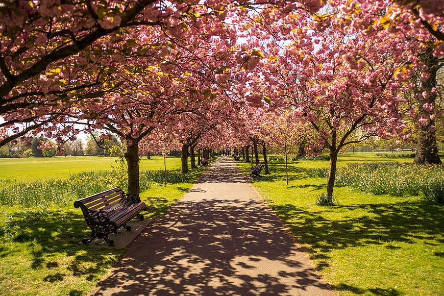 Cherry Blossom Pathway in Park with Bench