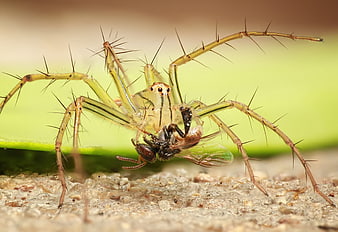 Macro photography of a green lynx spider eating a fly