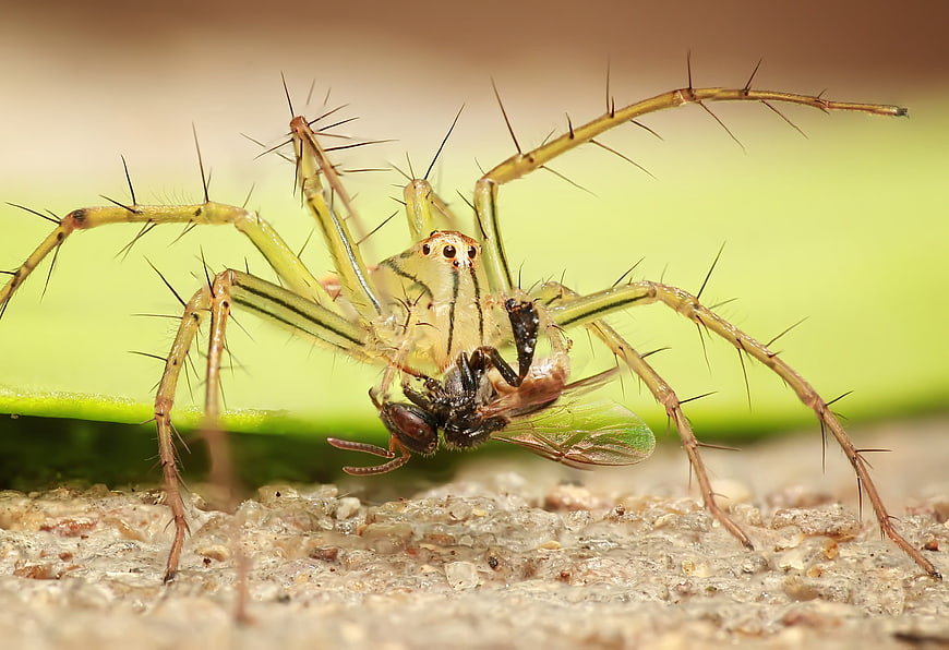 Macro photography of a green lynx spider eating a fly