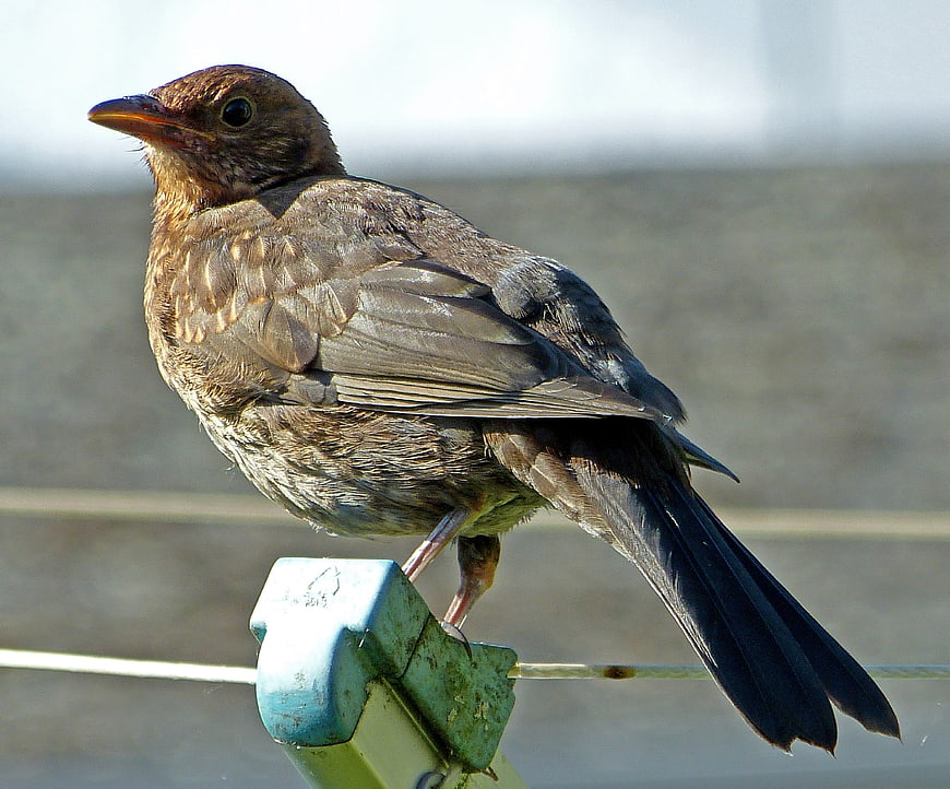Close-up of a female blackbird perched on a fence post