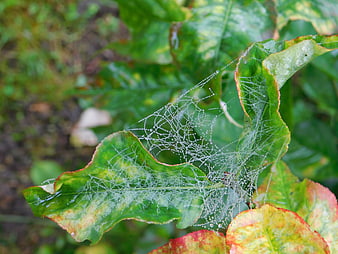 Spider web with dew drops on autumn leaves