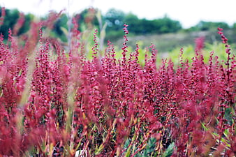 Vibrant Red Sorrel Flowers in a Natural Garden Setting