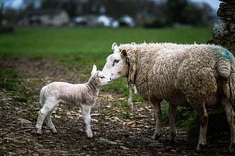 Mother sheep nuzzling her lamb in a rural pasture