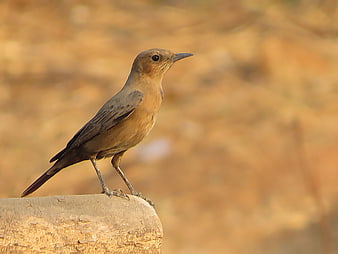 Rufous Tailed Lark perched on a rock in golden light