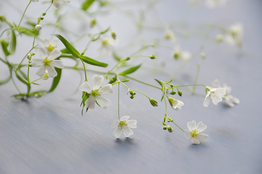 Delicate White Gypsophila Flowers on Blue Background