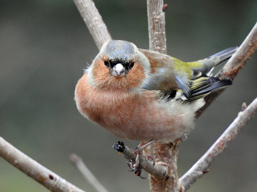 Close-up of a male Eurasian chaffinch perched on a branch