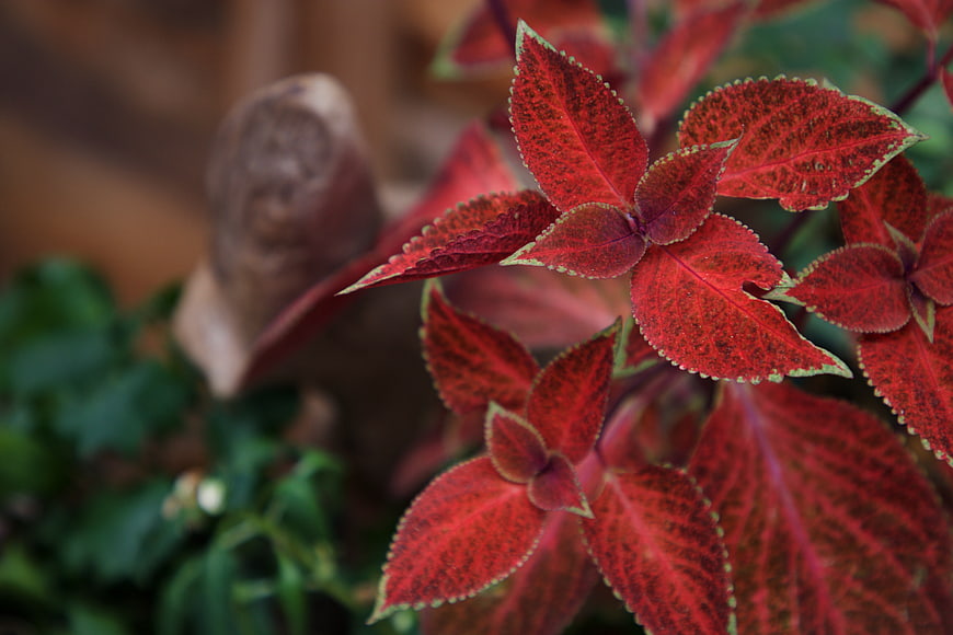 Close-up of vibrant red coleus leaves with green edges