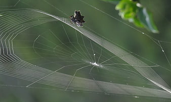 Spiny Orb Weaver Spider on Web with Dew Drops