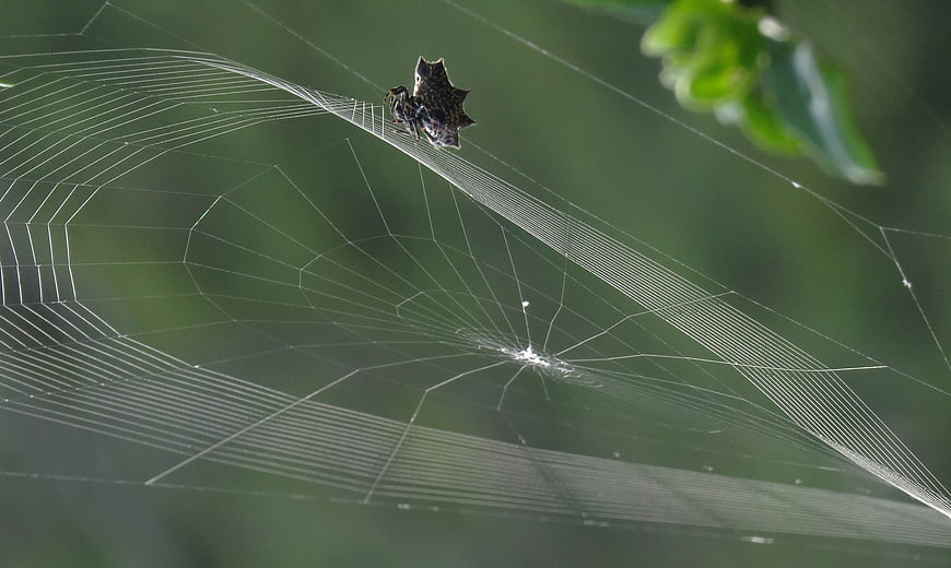 Spiny Orb Weaver Spider on Web with Dew Drops